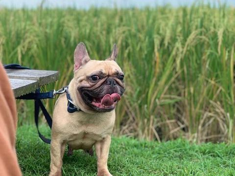 Chloe, anjing imut yang ditemukan pemiliknya mati di rumah makan kawasan Tangerang. (Dokumentasi Istimewa via Doni Herdaru Animal Defenders Indonesia)