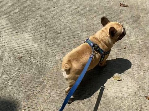 Chloe, anjing imut yang ditemukan pemiliknya mati di rumah makan kawasan Tangerang. (Dokumentasi Istimewa via Doni Herdaru Animal Defenders Indonesia)