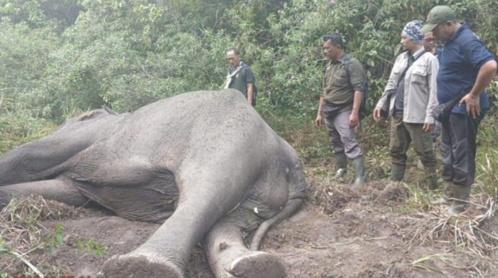 Gajah sumatera penghuni Taman Nasional Way Kambas (TNWK) Lampung Timur ditemukan mati.