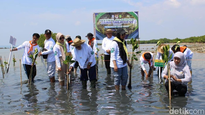 gubernur khofifah tanam mangrove di sumenep