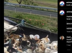 Viral Satu Truk Berisi Anjing Ber-plat AD, Pecinta Hewan Lakukan Pengejaran