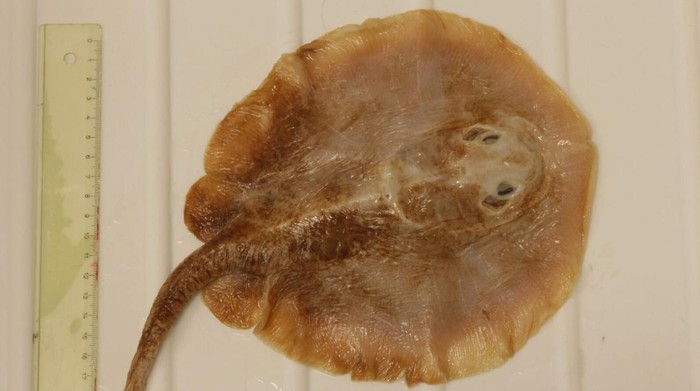 Java stingaree, Ikan Pari Jawa resmi punah