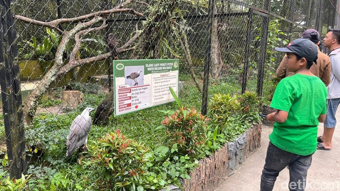 Pengunjung Siantar Zoo melihat koleksi burung. (Ahsanul Hikmah/detikSumut)