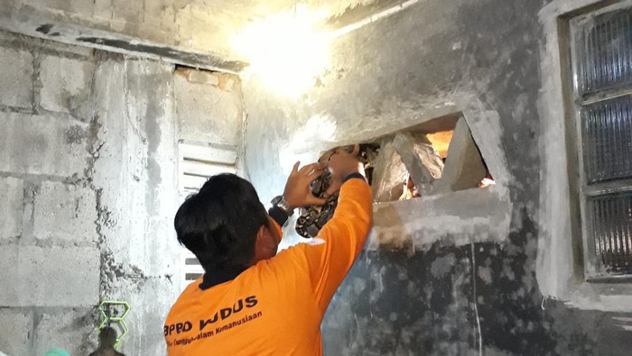Petugas mengevakuasi ular piton di rumah warga Kudus, Selasa (26/12/2023).