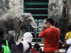 Kebun Binatang Ragunan: Jam Buka, Harga Tiket, Hingga Cara Belinya