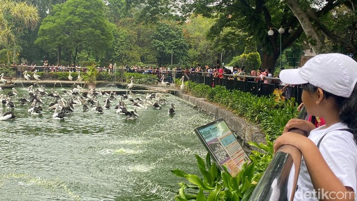 Taman Margasatwa Ragunan, Jaksel, 26 Desember 2023. (Devi Puspitasari/detikcom))