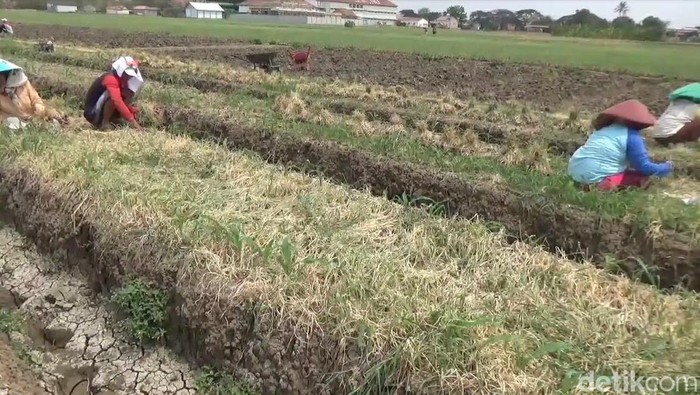 Potret lahan bawang merah yang mengalami gagal panen karena kekeringan di Brebes, Rabu (27/12/2023).