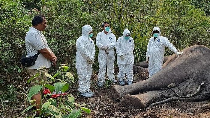 Gajah penghuni Taman Nasional Way Kambas bernama Dugul mati.