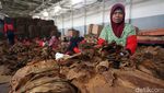 Ganjar akan Jadikan Jateng Pusat Tembakau Indonesia