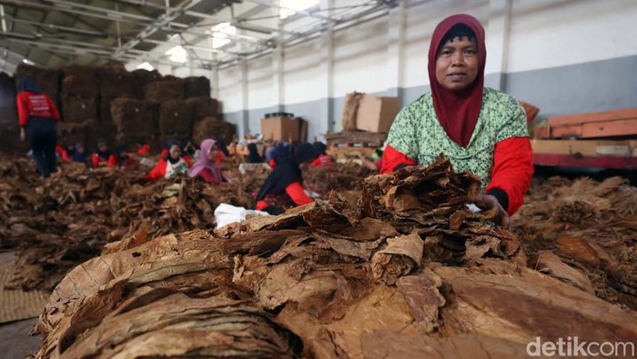 Ganjar Pranowo hadiri sarasehan petani tembakau Asepan Gudang Tembakau Empat Lima di Klaten, Jateng. Ganjar janji jadikan Jateng pusat tembakau di Indonesia.