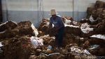 Ganjar akan Jadikan Jateng Pusat Tembakau Indonesia