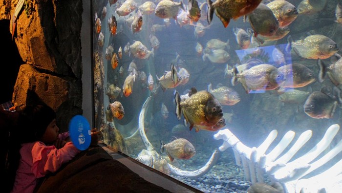 Pengunjung melihat ikan piranha di Jakarta Aquarium Safari, Neo Soho Mall, Jakarta, Rabu (27/12/2023). Menteri Pariwisata dan Ekonomi Kreatif Sandiaga Uno memproyeksikan momentum libur Natal 2023 dan Tahun Baru 2024 dapat memberikan kontribusi hingga Rp120 triliun terhadap perekonomian nasional. ANTARA FOTO/Aloysius Lewokeda/sgd/Spt.