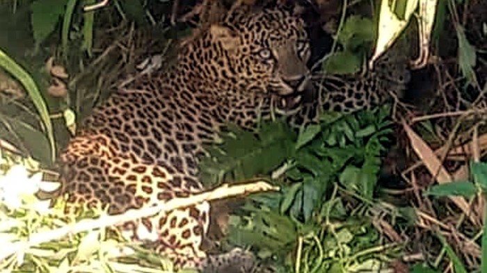 Macan tutul terkena jebakan babi di Sukabumi