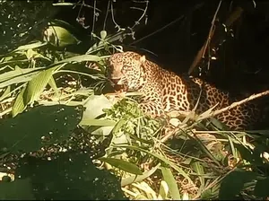 Macan Tutul Besar Terkena Jebakan Babi di Sukabumi