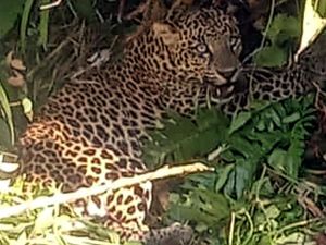 Macan Tutul Lepas di Lembang Park & Zoo, Ini Tips Jika Bertemu Satwa Buas