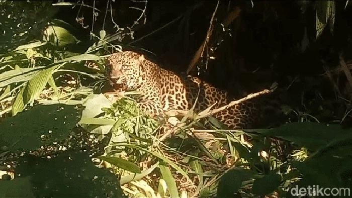 Macan tutul terkena jebakan babi di Sukabumi