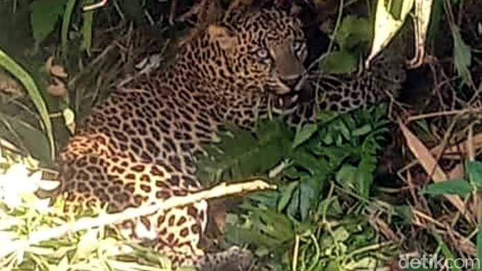 Macan tutul terkena jebakan babi di Sukabumi