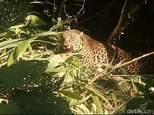 Macan Tutul Teror Gunung Sawal, Warga Ciamis Dibuat Gelisah