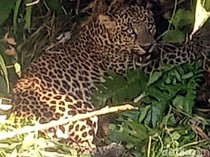 Jika Tak Sengaja Ketemu Macan Tutul, Apa yang Harus Kita Lakukan?