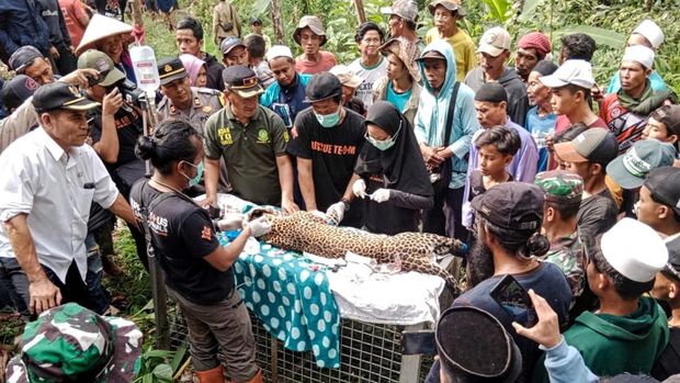 Macan tutul yang kena jerat perangkap babi di Sukabumi berhasil dievakuasi petugas.