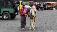 Salah satu pemilik ojek kuda mengakui jika ramai pengunjung, mereka dalam satu hari bisa mendapatkan 4 sampai 5 wisatawan. Namun saat ini mereka hanya bisa mendapatkan 1 sampai 2 wisatawann.