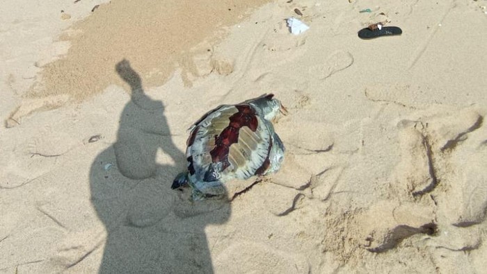 Petugas saat mengubur penyu yang terdampar di Pantai Ngobaran, Gunungkidul