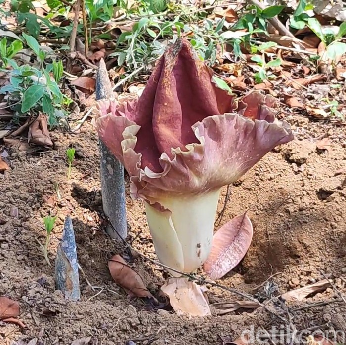 Tiga Bunga Bangkai di Pekarangan rumah warga