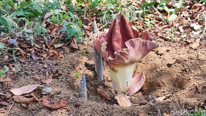 Tiga Bunga Bangkai di Pekarangan rumah warga