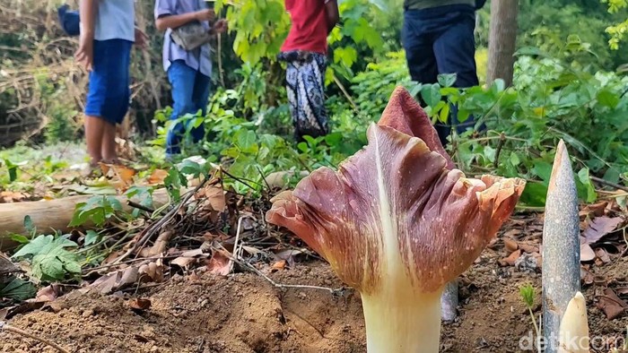 Tiga Bunga Bangkai ditemukan warga Pasuruan Tiga Bunga Bangkai ditemukan warga Dusun Macan Putih, Desa Pekangkungan, Kecamatan Gondangwetan, Kabupaten Pasuruan, Rabu (27/12/2023).