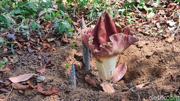 Penampakan 3 Bunga Bangkai Ditemukan Warga Pasuruan
