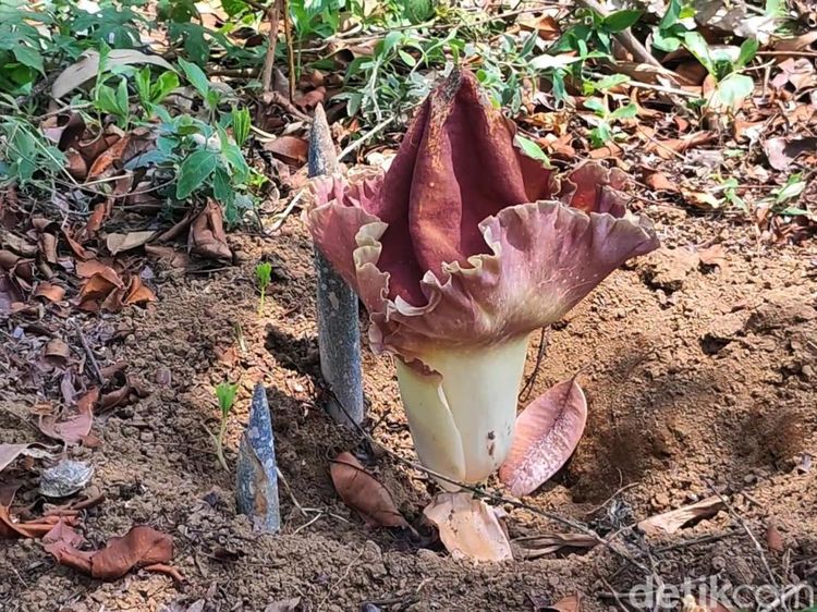 Penampakan 3 Bunga Bangkai Ditemukan Warga Pasuruan