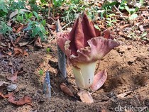 Penampakan 3 Bunga Bangkai Ditemukan Warga Pasuruan