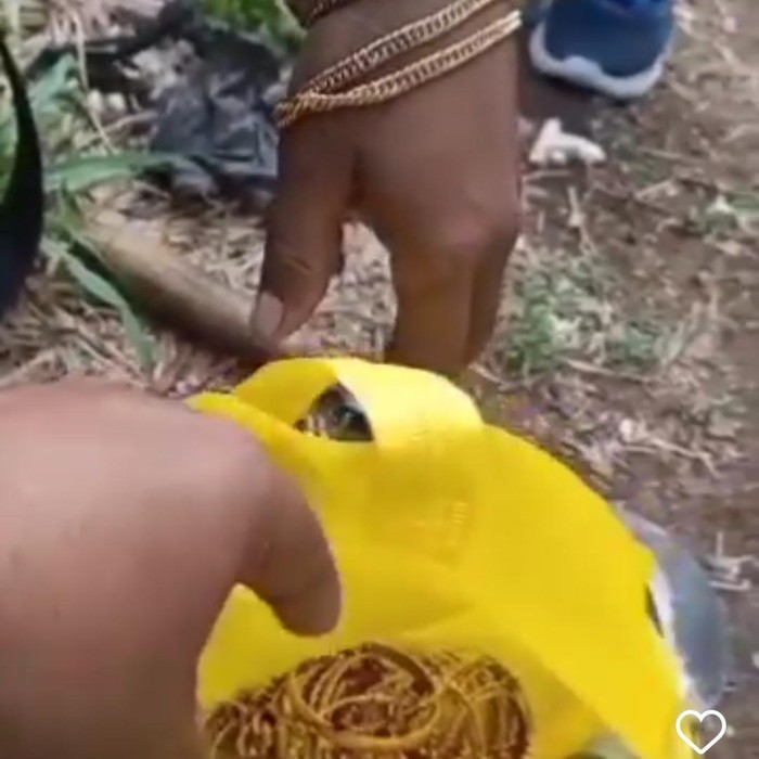Video penemuan diduga perhiasan emas di RPH Mulo, Gunungkidul.