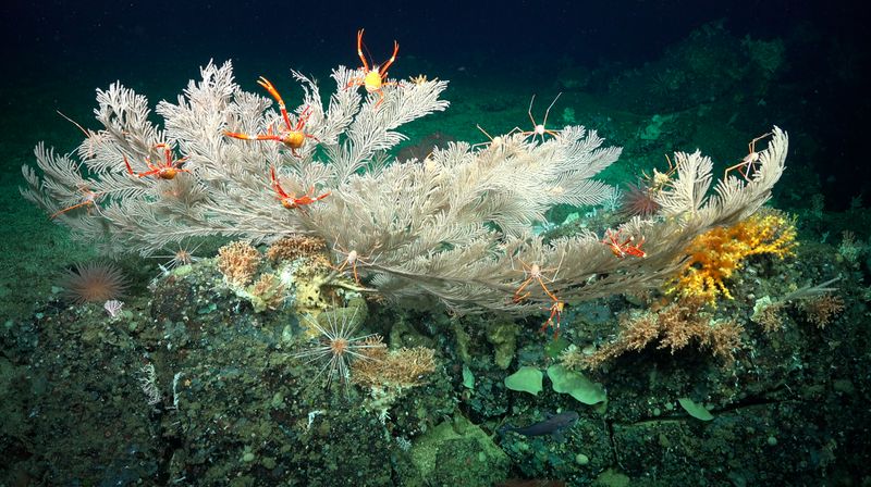 10 Penemuan Bawah Laut Mencengangkan di 2023