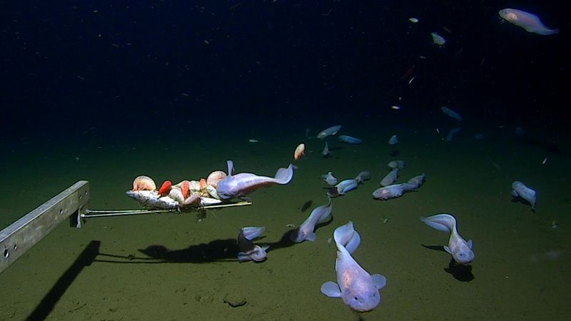 10 Penemuan Bawah Laut Mencengangkan di 2023