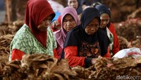 Pengecekan atau sortir tembakau ini didominasi kaum ibu-ibu.