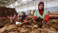 Mereka kompak mengenakan pakaian serba merah saat sortir tembakau.