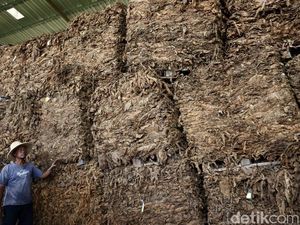 241 Pekerja Dapat BLT Dana Bagi Hasil Tembakau Rp 800 Ribu