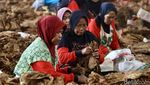 Aktivitas Buruh Rokok di Tengah Rencana Kenaikan Cukai