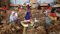 Sejumlah buruh tembakau di kawasan Klaten, Jawa Tengah, melakukan aktivitas pengecekan kualitas tembakau, Rabu (28/12/2024).