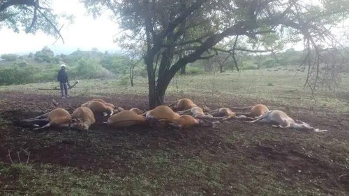 Belasan bangkai sapi tersambar petir di Lenggo Desa Piong Kecamatan Sanggar Kabupaten Bima NTB, Kamis (28/12/2023). (Dok. Istimewa)