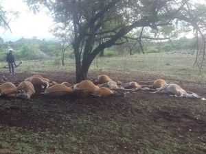 Belasan Sapi di Bima NTB Mati, Diduga Akibat Tersambar Petir