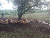 Ngeri! Penampakan Belasan Sapi yang Mati Tersambar Petir