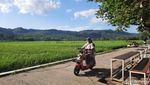 Menikmati Hijaunya Sawah Kulon Progo Sambil Kulineran di Geblek Pari