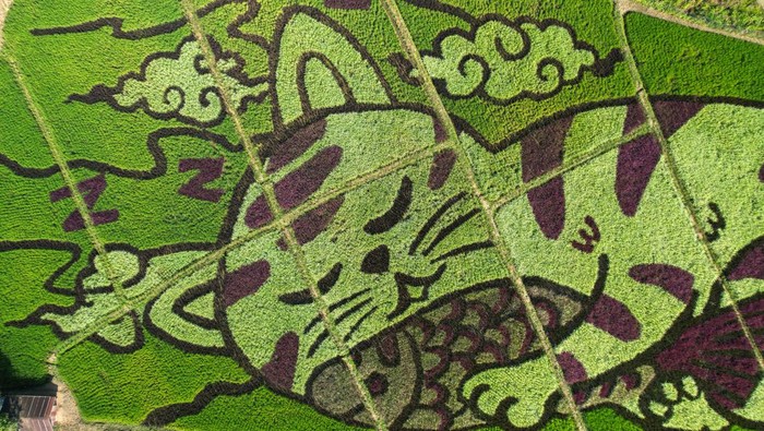 Gemas Banget, 'Kucing Raksasa' Tidur di Sawah A lively cat image created by Thunyapong Jaikum, a thai farmer and artist, is seen in rice fields in Chiang Rai province, north of Thailand, December 16, 2023. REUTERS/Napat Wesshasartar