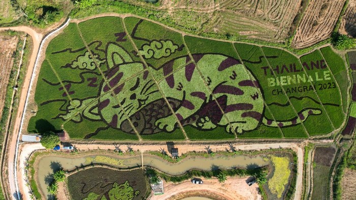 A lively cat image created by Thunyapong Jaikum, a thai farmer and artist, is seen in rice fields in Chiang Rai province, north of Thailand, December 16, 2023. REUTERS/Napat Wesshasartar