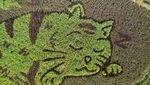 Gemas Banget, Kucing Raksasa Tidur di Sawah