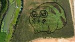 Gemas Banget, Kucing Raksasa Tidur di Sawah