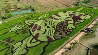 Sejak bulan Oktober, ia menghabiskan akhir pekannya di kampung halamannya di Ban Khon Sung, di Chiang Rai, wilayah paling utara Thailand untuk merencanakan dan melaksanakan eksperimen pertaniannya dengan menggunakan padi Pelangi, atau varietas padi yang memiliki warna daun mulai dari ungu tua hingga kuning. Ia bekerja sama dengan seniman yang juga pemilik Cooper, untuk membuat sketsa kucing tidur. Kemudian, ia bersama sekitar 200 orang pembantu dengan menggunakan drone dan GPS, “menggambar” kucing yang sedang tidur dan memegang ikan di sawah.
