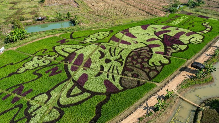 Gemas Banget, 'Kucing Raksasa' Tidur di Sawah A lively cat image created by Thunyapong Jaikum, a thai farmer and artist, is seen in rice fields in Chiang Rai province, north of Thailand, December 16, 2023. REUTERS/Napat Wesshasartar